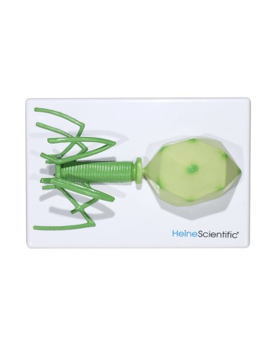 Set di Modelli Anatomici dei Virus 4 Pezzi 