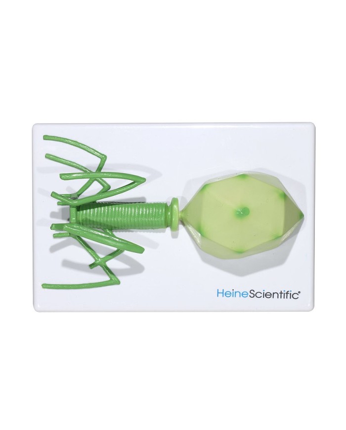 Set di Modelli Anatomici dei Virus 4 Pezzi 