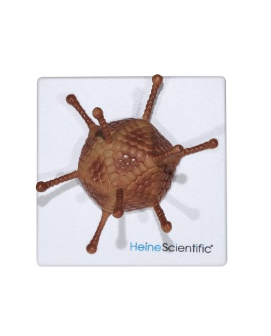 Set di Modelli Anatomici dei Virus 4 Pezzi 