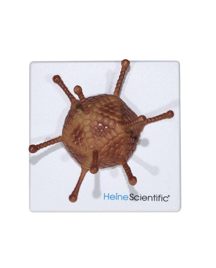 Set di Modelli Anatomici dei Virus 4 Pezzi 