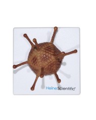 Set di Modelli Anatomici dei Virus 4 Pezzi 