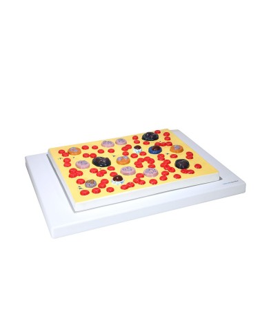 Modello Anatomico delle Cellule del Sangue Ingrandito 2000x 