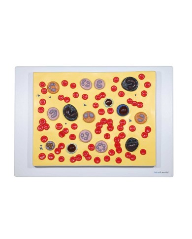 Modello Anatomico delle Cellule del Sangue Ingrandito 2000x 