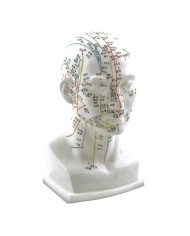 Modello Anatomico della Testa in scala dimezzata con Meridiani e Punti di A Modello Anatomico della Testa in scala dimezzata con Meridiani e Punti di A
