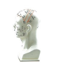 Modello Anatomico della Testa in scala dimezzata con Meridiani e Punti di A Modello Anatomico della Testa in scala dimezzata con Meridiani e Punti di A