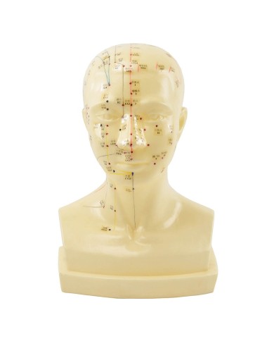 Modello Anatomico della Testa con Meridiani e Punti di Agopuntura Modello Anatomico della Testa con Meridiani e Punti di Agopuntura