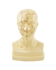 Modello Anatomico della Testa con Meridiani e Punti di Agopuntura Modello Anatomico della Testa con Meridiani e Punti di Agopuntura