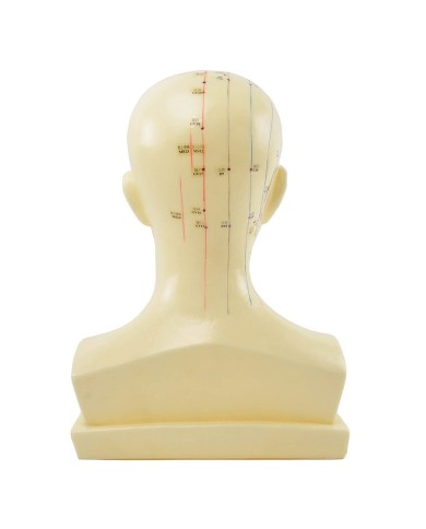Modello Anatomico della Testa con Meridiani e Punti di Agopuntura Modello Anatomico della Testa con Meridiani e Punti di Agopuntura