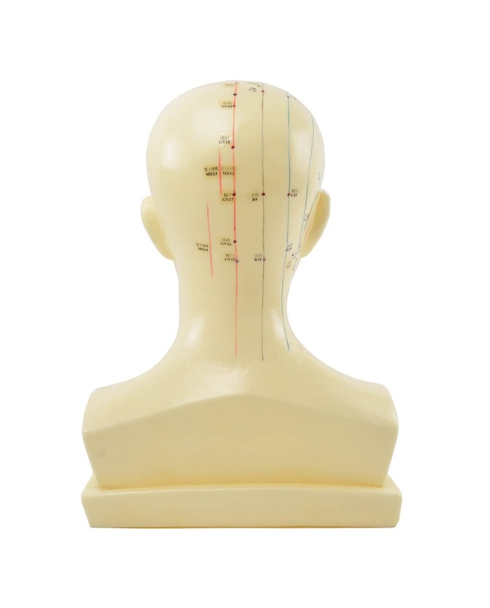 Modello Anatomico della Testa con Meridiani e Punti di Agopuntura Modello Anatomico della Testa con Meridiani e Punti di Agopuntura