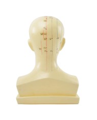 Modello Anatomico della Testa con Meridiani e Punti di Agopuntura Modello Anatomico della Testa con Meridiani e Punti di Agopuntura