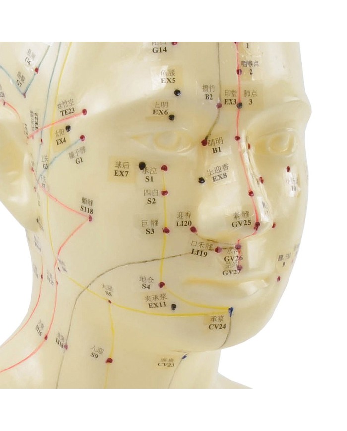 Modello Anatomico della Testa con Meridiani e Punti di Agopuntura Modello Anatomico della Testa con Meridiani e Punti di Agopuntura