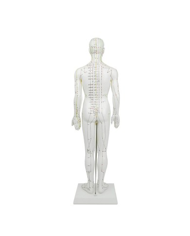Manichino maschile per Agopuntura 61cm Manichino maschile per Agopuntura 61cm