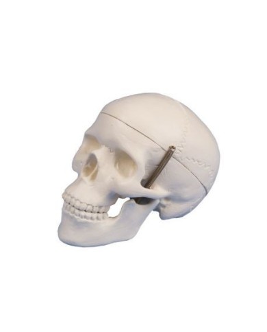 Erler Zimmer, modellino anatomico di mini cranio, scomponibile in tre parti 4650/1