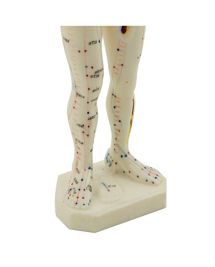 Manichino maschile per Agopuntura da scrivania