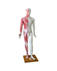 Manichino maschile a dimensioni reali per agopuntura su base Manichino maschile a dimensioni reali per agopuntura su base