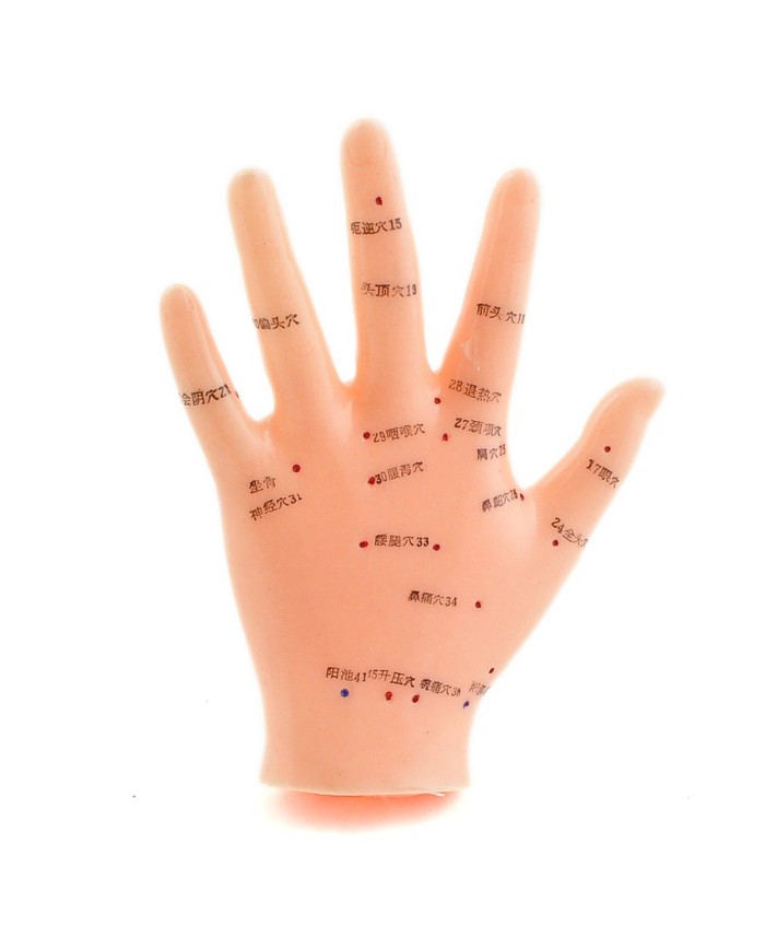 Modellino di mano per agopuntura a dimensioni naturali Modellino di mano per agopuntura a dimensioni naturali