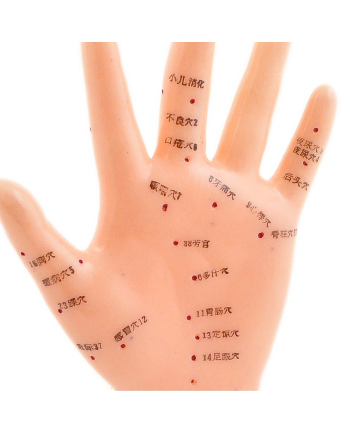 Modellino di mano per agopuntura a dimensioni naturali Modellino di mano per agopuntura a dimensioni naturali