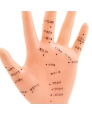 Modellino di mano per agopuntura a dimensioni naturali Modellino di mano per agopuntura a dimensioni naturali