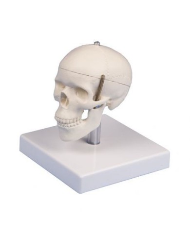 Erler Zimmer, modellino anatomico di mini cranio, scomponibile in tre parti