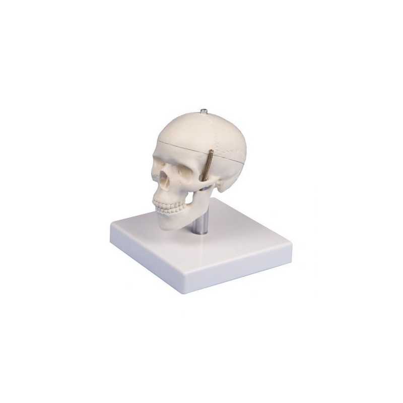 Erler Zimmer, modellino anatomico di mini cranio, scomponibile in tre parti