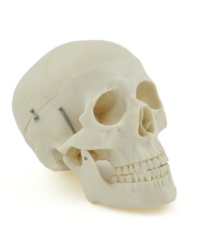 Modello di cranio bianco in 3 parti con denti estraibili Modello di cranio bianco in 3 parti con denti estraibili