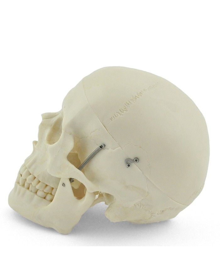 Modello di cranio bianco in 3 parti con denti estraibili
