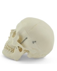 Modello di cranio bianco in 3 parti con denti estraibili