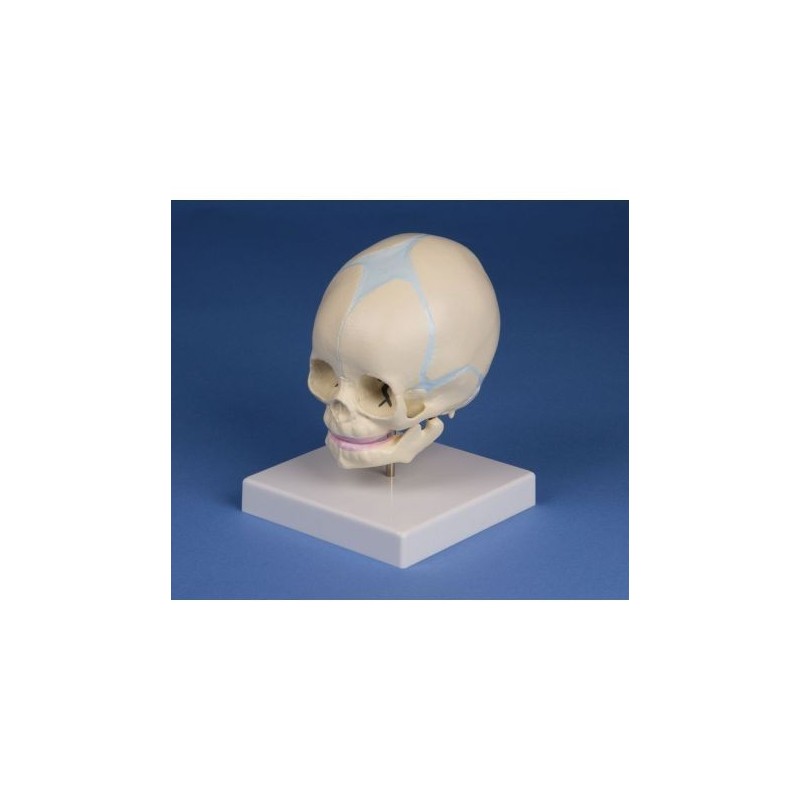 Erler Zimmer, modello anatomico di cranio di feto, su cavalletto 4519