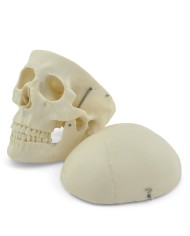 Modello di cranio bianco in 3 parti con denti estraibili