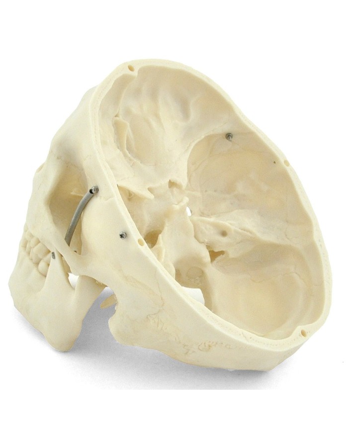 Modello di cranio bianco in 3 parti con denti estraibili