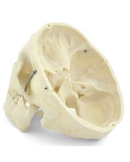Modello di cranio bianco in 3 parti con denti estraibili