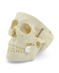 Modello di cranio bianco in 3 parti con denti estraibili