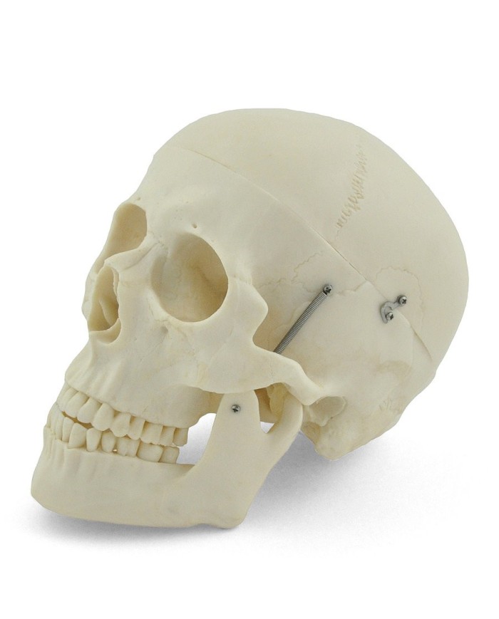 Modello di cranio bianco in 3 parti con denti estraibili
