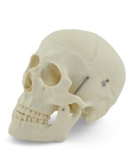 Modello di cranio bianco in 3 parti con denti estraibili
