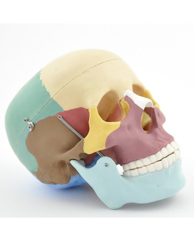 Modello di cranio colorato in 3 parti con denti estraibili Modello di cranio colorato in 3 parti con denti estraibili