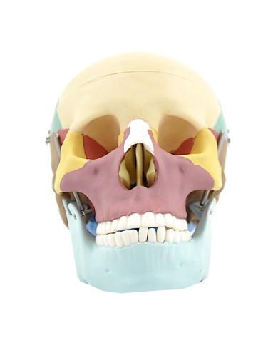 Modello di cranio colorato in 3 parti con denti estraibili Modello di cranio colorato in 3 parti con denti estraibili