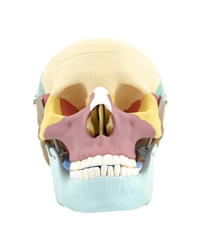 Modello di cranio colorato in 3 parti con denti estraibili