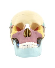 Modello di cranio colorato in 3 parti con denti estraibili