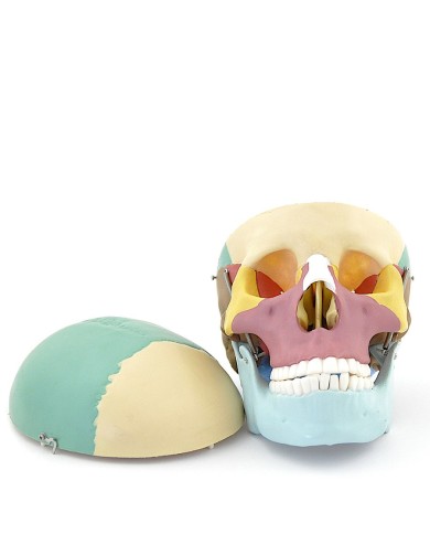 Modello di cranio colorato in 3 parti con denti estraibili Modello di cranio colorato in 3 parti con denti estraibili