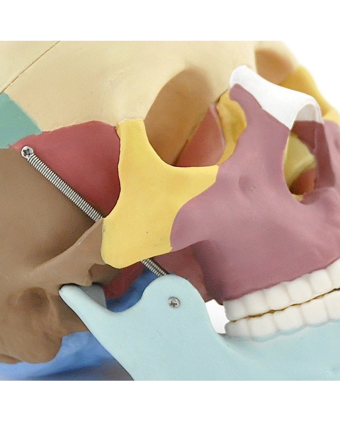 Modello di cranio colorato in 3 parti con denti estraibili