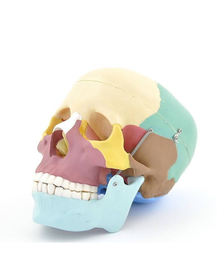 Modello di cranio colorato in 3 parti con denti estraibili
