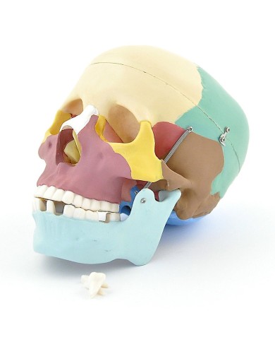 Modello di cranio colorato in 3 parti con denti estraibili Modello di cranio colorato in 3 parti con denti estraibili