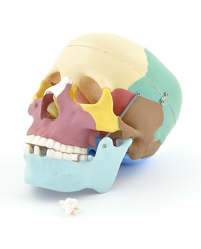 Modello di cranio colorato in 3 parti con denti estraibili