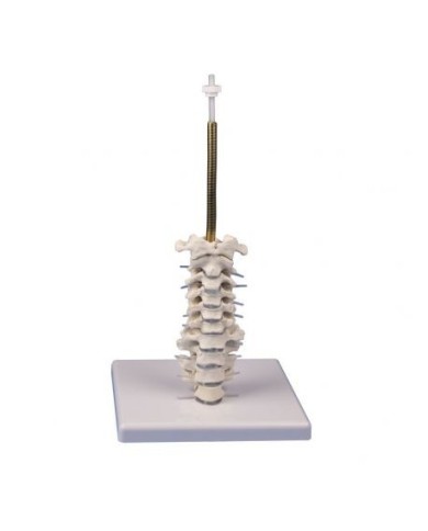 Erler Zimmer, Colonna vertebrale cervicale, su cavalletto 4532 Erler Zimmer, Colonna vertebrale cervicale, su cavalletto 4532