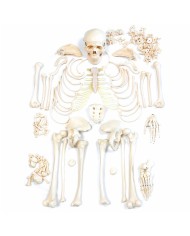 Scheletro disassemblato a dimensioni naturali