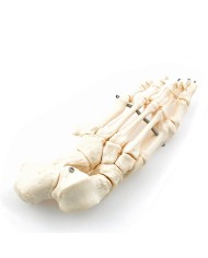 Scheletro disassemblato a dimensioni naturali