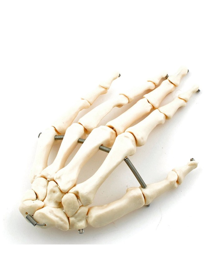 Scheletro disassemblato a dimensioni naturali