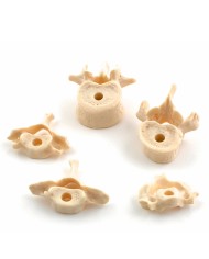 Scheletro disassemblato a dimensioni naturali