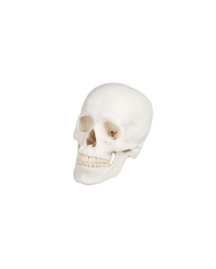 Erler Zimmer, Cranio, modello classico, scomponibile in 3 parti 4500