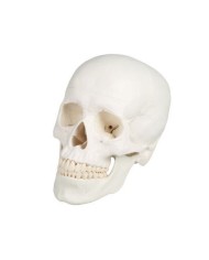 Erler Zimmer, Cranio, modello classico, scomponibile in 3 parti 4500
